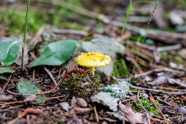 Mushrooms grow in the dense woods around the River Mountain neighborhood.