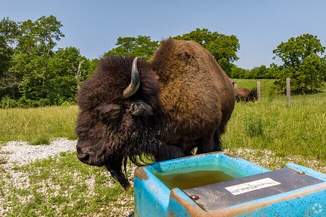 Catch a glimpse of the bison near the entrance of the museum at Shoal Creek.