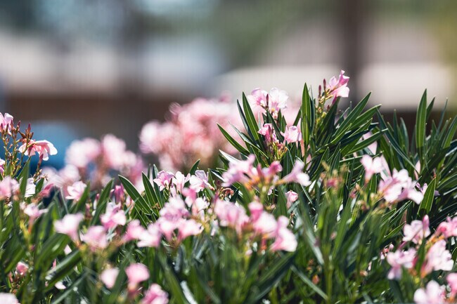 One of the many rich and vibrant colors found in the Longview Estates neighborhood of Tucson.