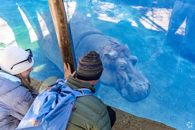 Head to the Cincinnati Zoo and check out the famous hippos located in Brentwood.