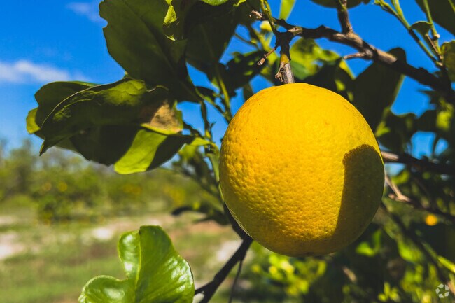Dundee residents have access to public Citrus Groves.