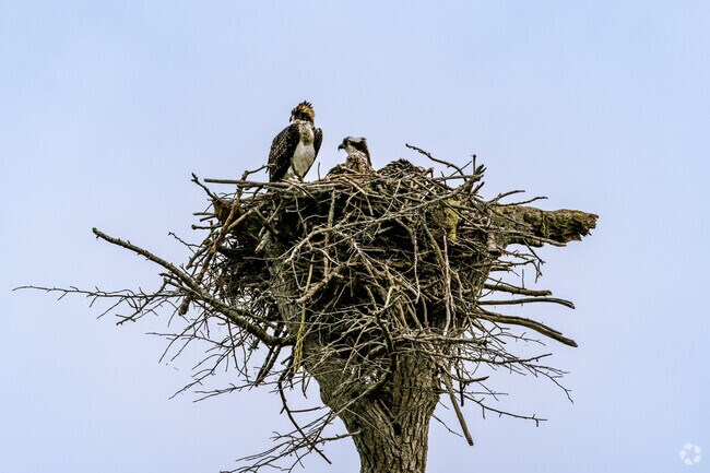 Wildlife flourishes in Coggeshall’s marshlands and wooded areas.