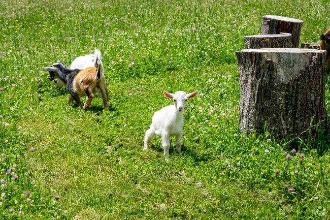 Visit the Nigerian dwarf goats at Sunflower Farm Creamery in West Cumberland.