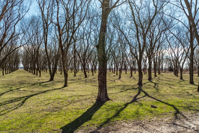 The Marion landscape is home to unique features like pecan groves.