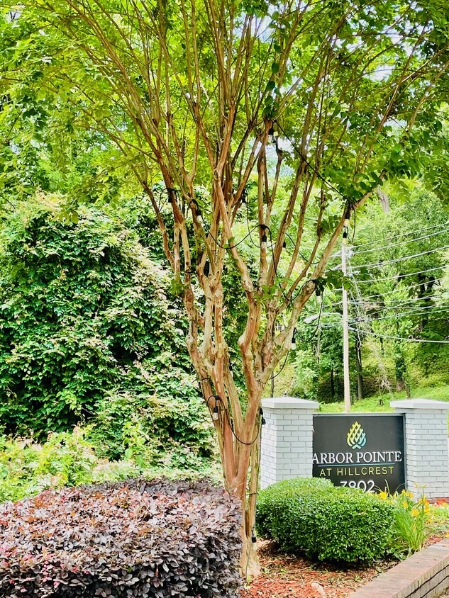 Arbor Pointe at Hillcrest 3802 Kavanaugh Blvd, Little Rock, AR