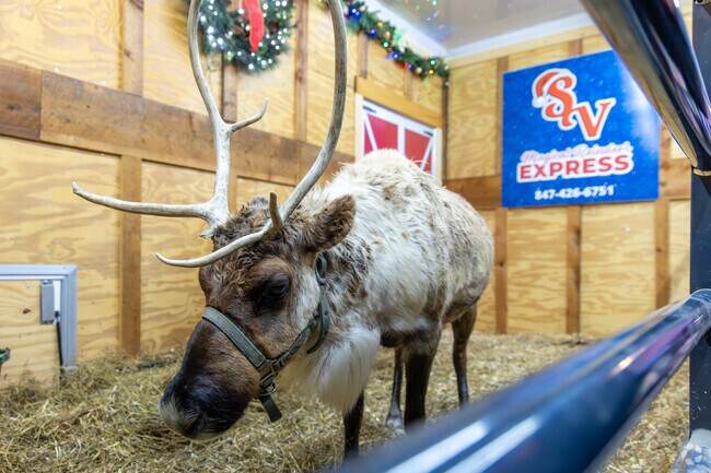 A live reindeer charms visitors, spreading holiday magic at Miracle on Main 2024.