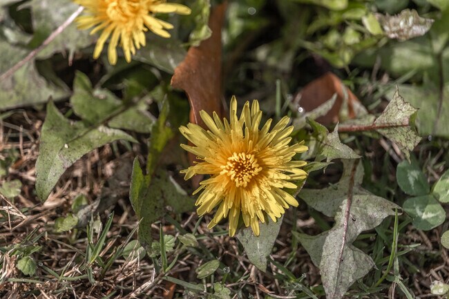 Small but vibrant flowers can be found if you look hard enough in the Mills North area.