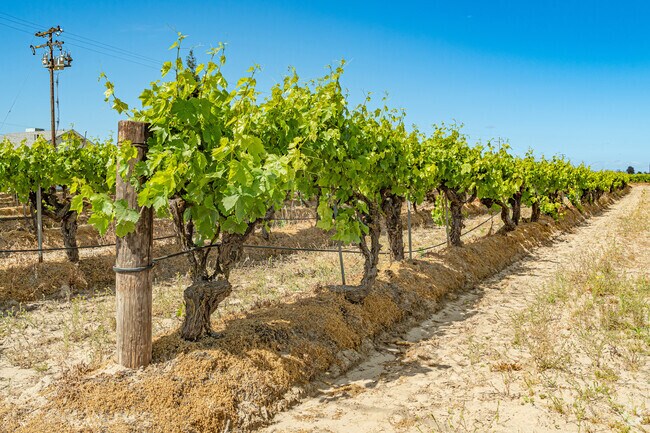 Selma can experience dust pollution from agricultural activity during summer months.