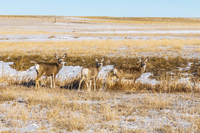 Hunting deer and other game is a way of life in Gillette.