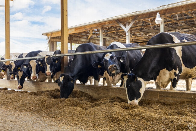 BAD Farm fuels Albany with fresh milk straight from the herd.