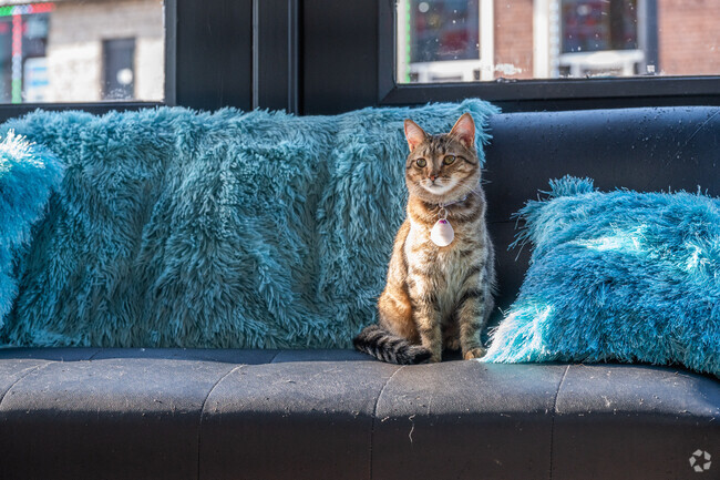 Collett Park residents can adopt a cat at The Catmosphere.