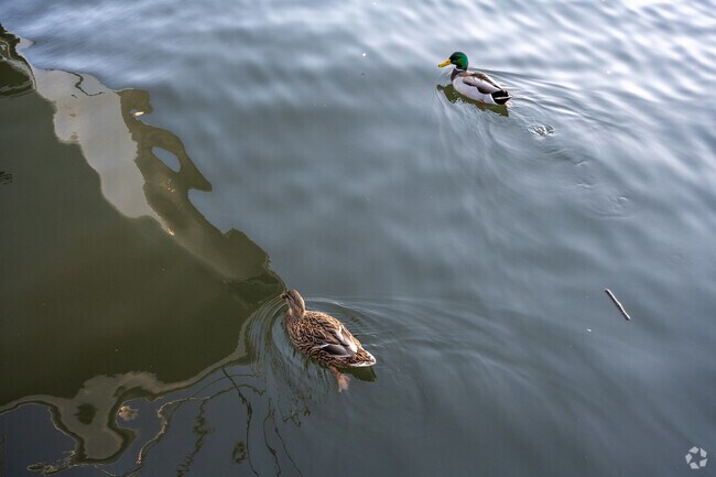 There are many ducks that roam around downtown Annapolis.