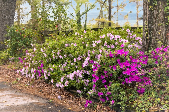 Azaleas bloom beautifully across the Glenrock neighborhood each spring.