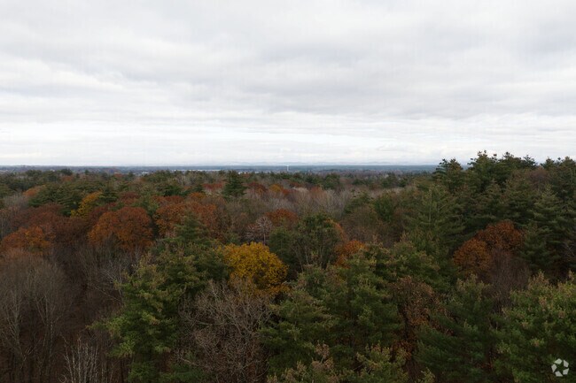 The tree tops and canopy of Orra Phelps Preserve in Wilton.