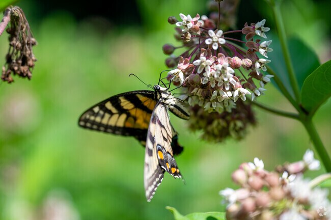 A butterfly on milkweed at Fort Dupont Park in Washington DC.