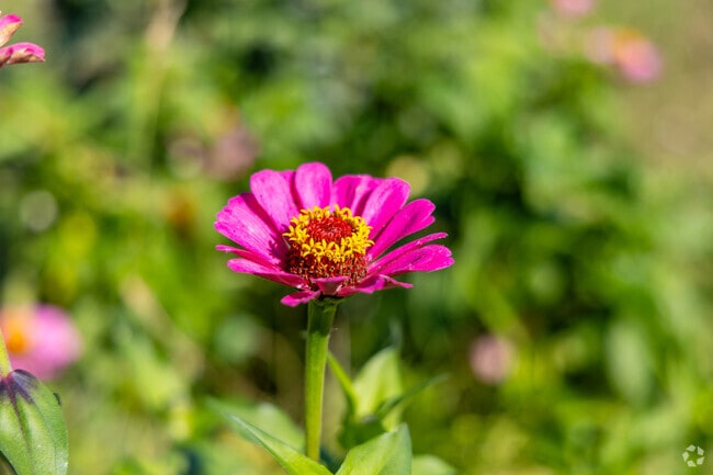 A flower soaks up the sun in Logan Township's Community Garden.