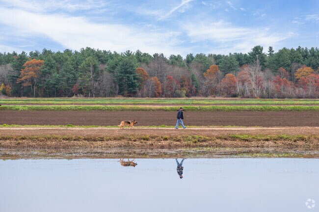 Residents' dogs enjoy running around one of the many bogs in Halifax.