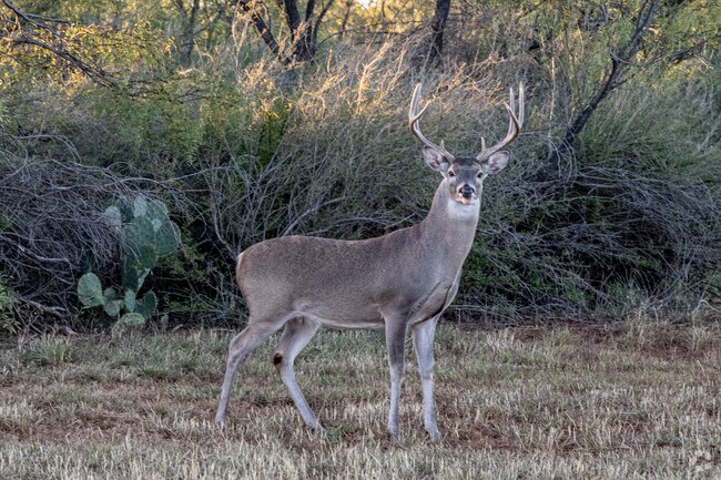 Country Club in San Angelo is surrounded by stunning natural beauty.