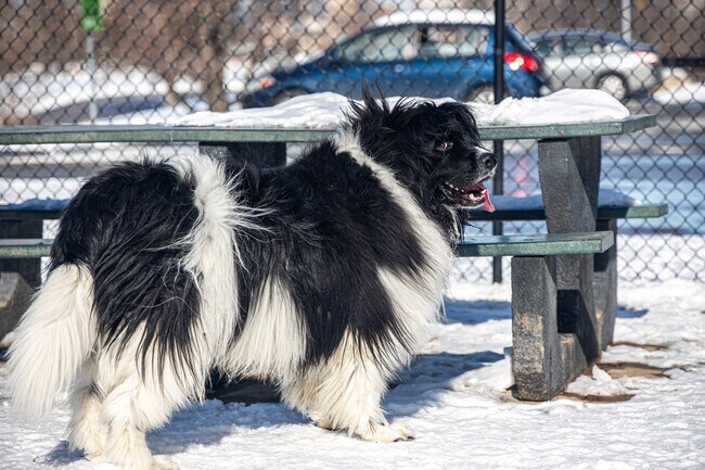 Parks in the area are popular among the Crossroads residents and their pets.