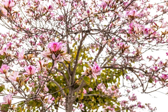 A street tree in blossom at Filip Street  in Rolando.