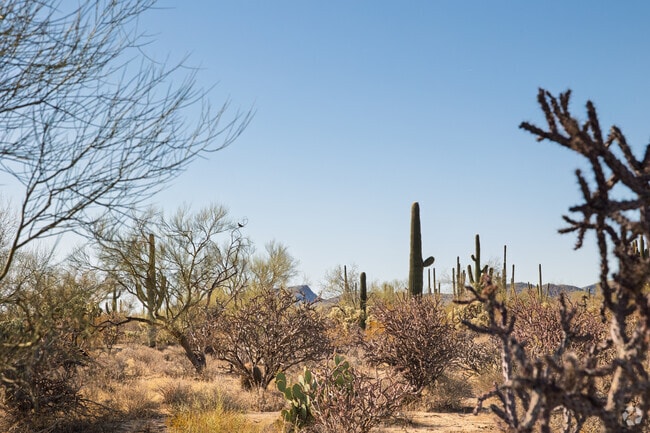 Enjoy the beauty of the open desert near Heritage Highlands at Dove Mountain.