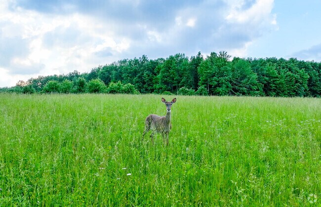 Fayetteville has plenty of game and land to hunt.