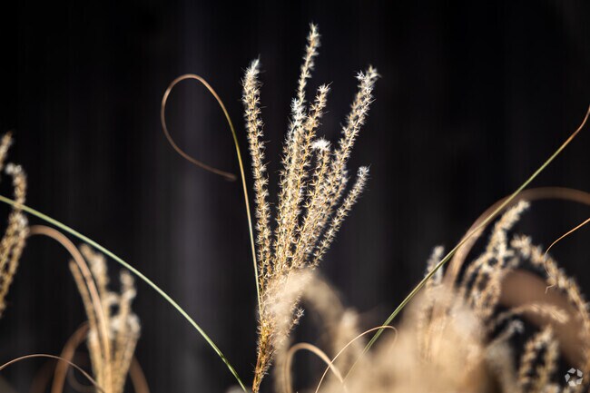 Brookhollow is a neighborhood full of natural beauty.