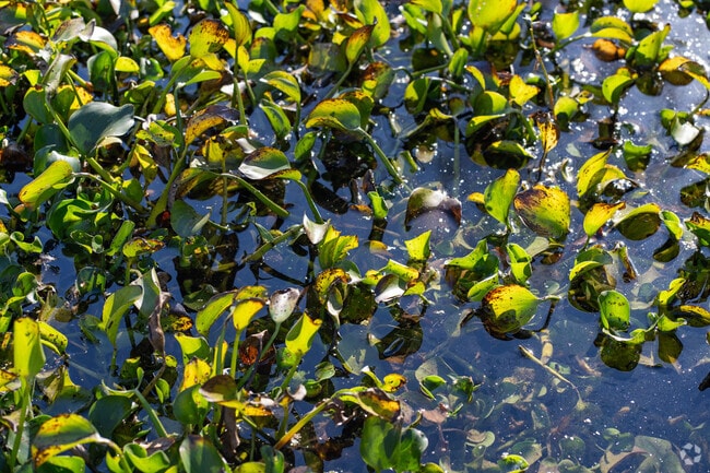 Scott's lakes and rivers are home to acres of ecologically crucial wetlands.