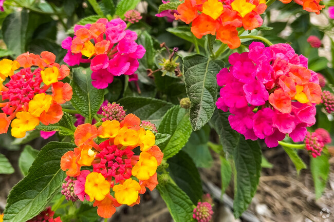 Flora blooms like the learning at Terra Vista Elementary School of Rancho Cucamonga.