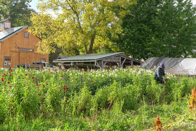 A farmhand harvests flowers at the Natick Community Organic Farm.
