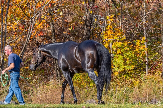 There are plenty of choices of equestrian centers to board and train your horses in East Hanover