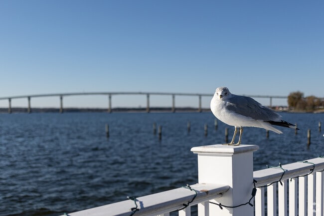 Keep an eye on your food and experience the local wildlife while on the Solomons boardwalk.