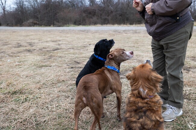 Furry friends can run around together in the neighborhood of Ottawa.