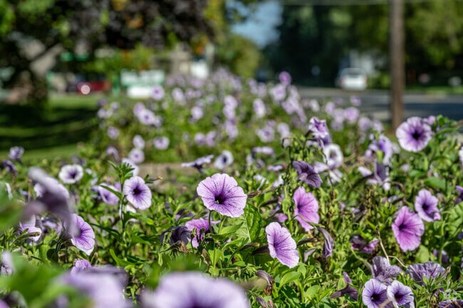Row of planters line the road along the south edge of East End Park.