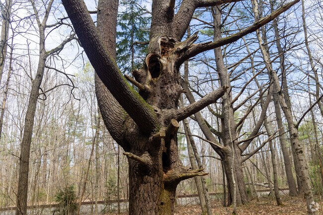 Bowdoin Pines hiking area provide a natural respite with the town.