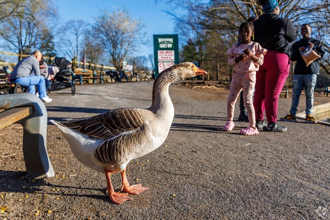 A girl is excited to feed one of the geese at Webster's Pond near Nedrow.