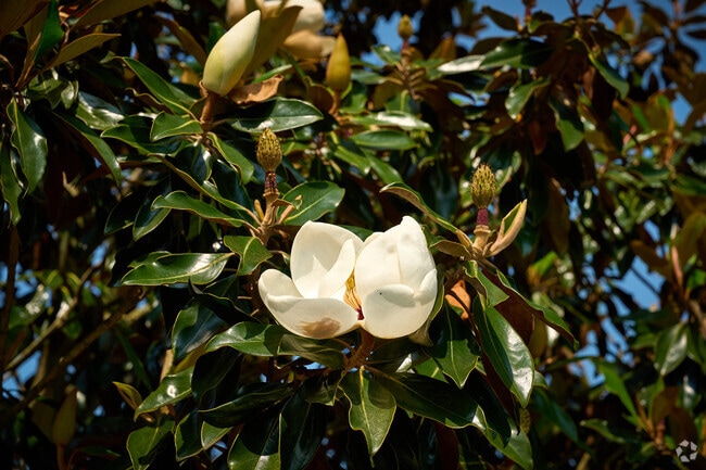 The sweet fragrance of magnolias fills the summer air in Onley.