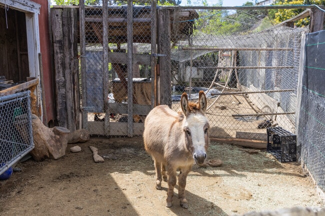 City Farmers Nursery is a favorite in Swan Canyon with animals and a wide selection of plants.