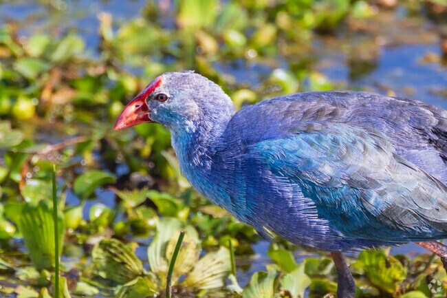 If you're lucky you can spot a Purple Gallinule amongst the vegetation at Celery Fields near Fruitville.