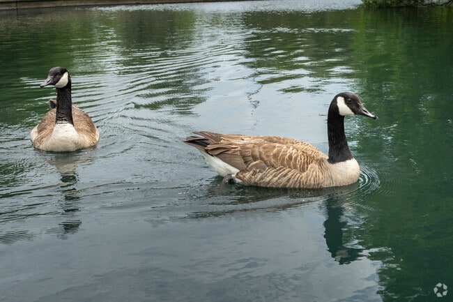 Ducks and geese can be found around bodies of water in Wagener Terrace.