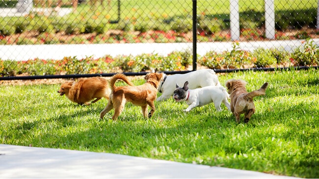 N Pic Animals Pets Dogs Outdoors Dogs Park Group