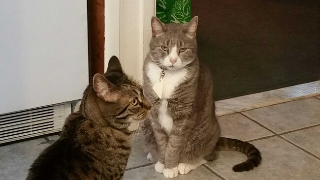 Agent Photo