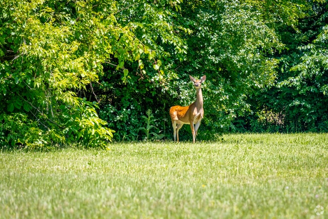 Canton Township has many different kinds of residents.