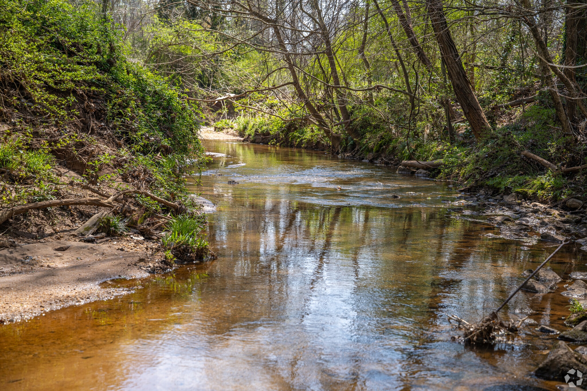 Shoal Creek is hidden in the woods of Belvedere Park.