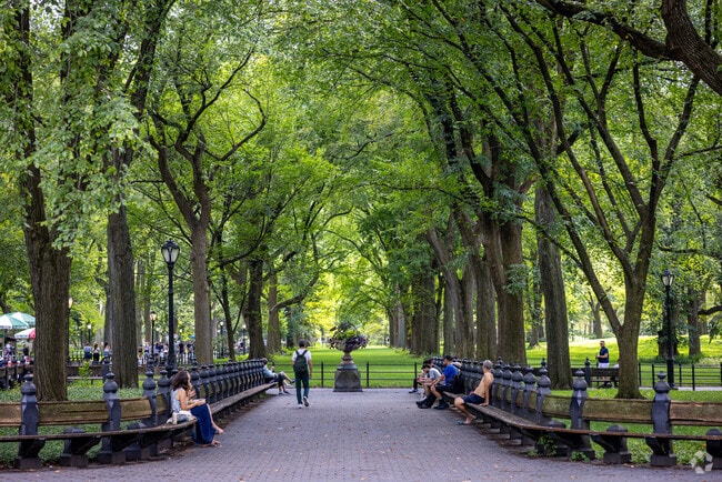 Central Park's trees create beautiful scenery to enjoy.