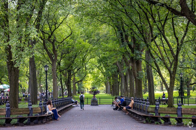 Central Park's trees create a beautiful scenery to bask in and enjoy.