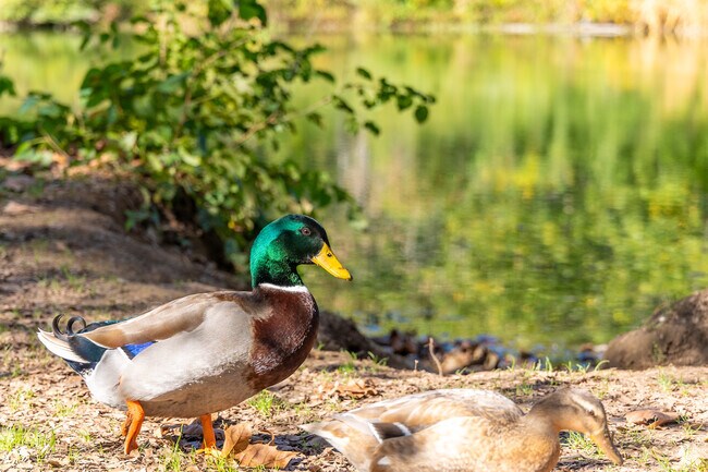Wildlife is abundant in the natural spaces in Anson B. Nixon Park.