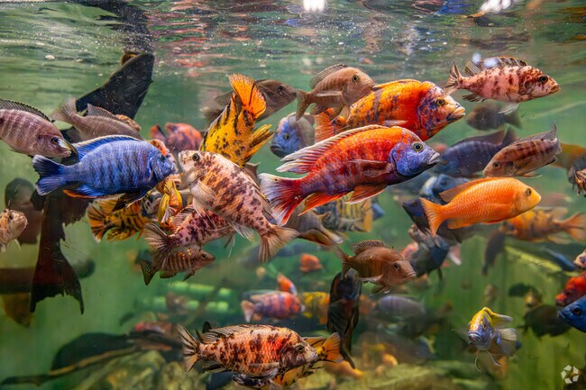 Discover the hidden world below the waves at the San Antonio Aquarium in Leon Valley.