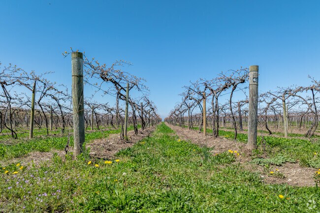 Many of the farms in Sheridan grow grapes, some for wine and some go off to national juice brands.