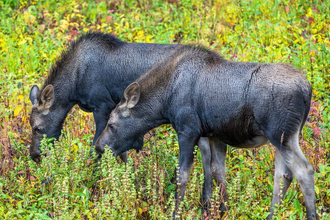 Pleasant Valley's natural environment is home to many wild animals, including moose.